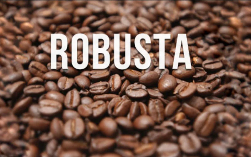 cafe robusta