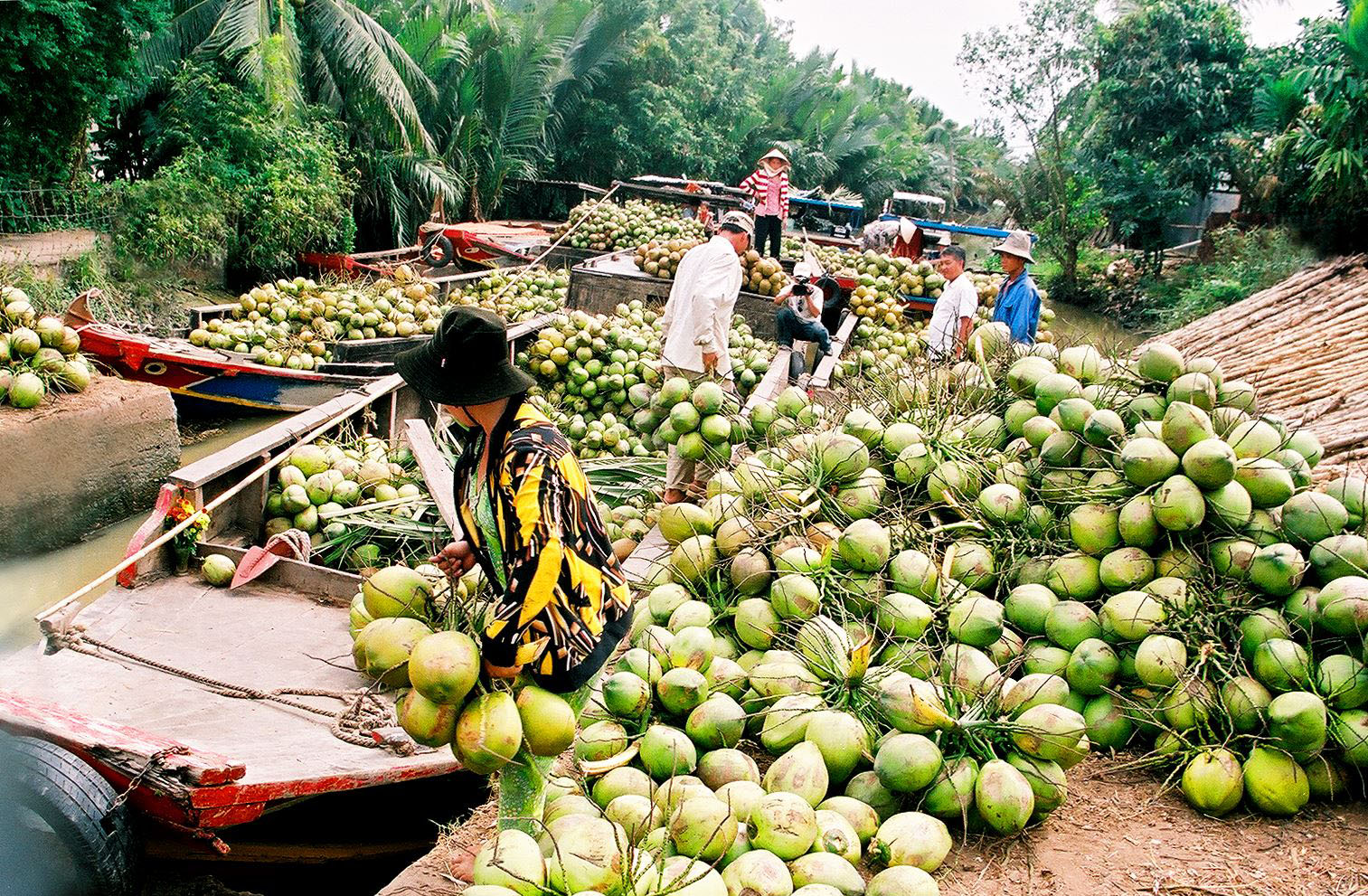 Ben Tre Coconut Farm: From Plantation to High-Quality Products